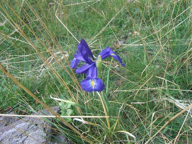 Iris des Pyrénées - Baroude